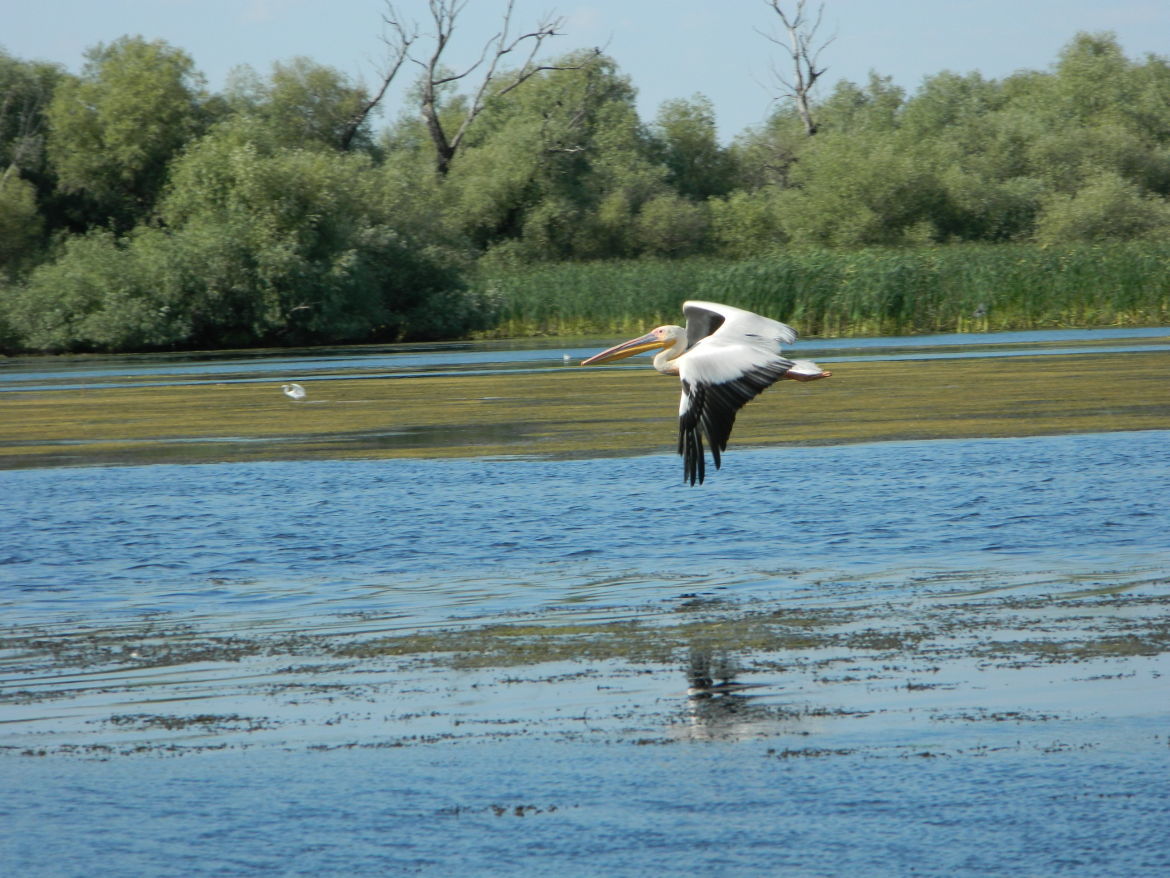 Excursii in Delta Dunarii