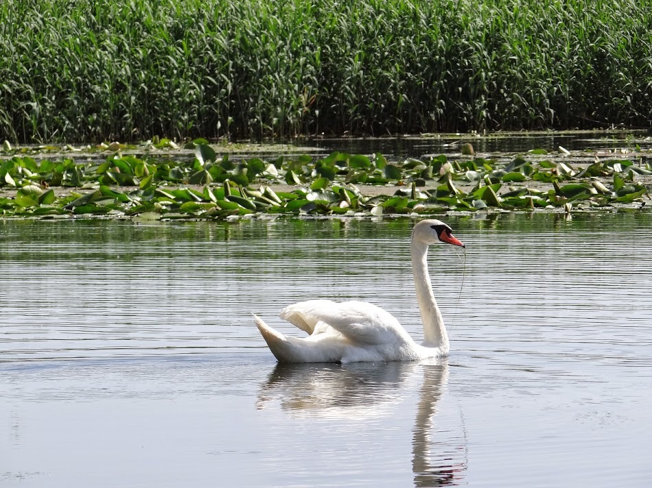 Excursii in Delta Dunarii