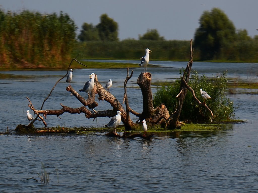 pescuit la biban pe lacul trei iezere delta