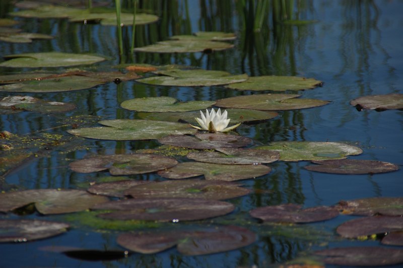 pescuit la stiuca si biban pe lacul gorgovat din delta