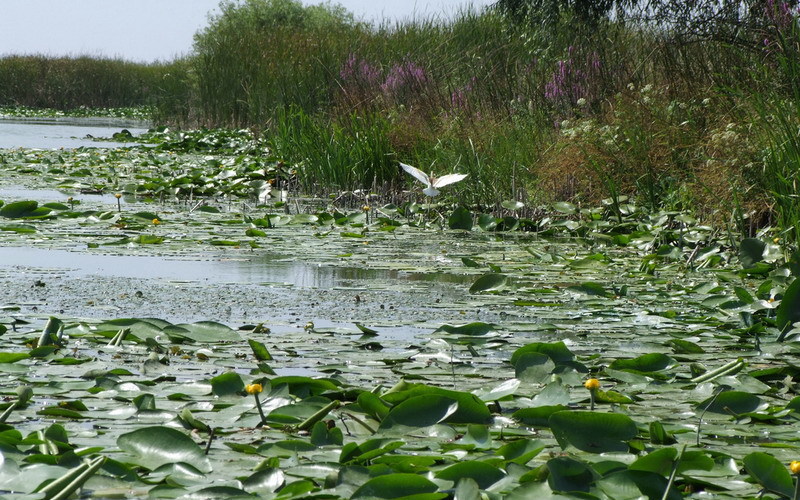 pescuit la stiuca si biban pe lacul alb in delta