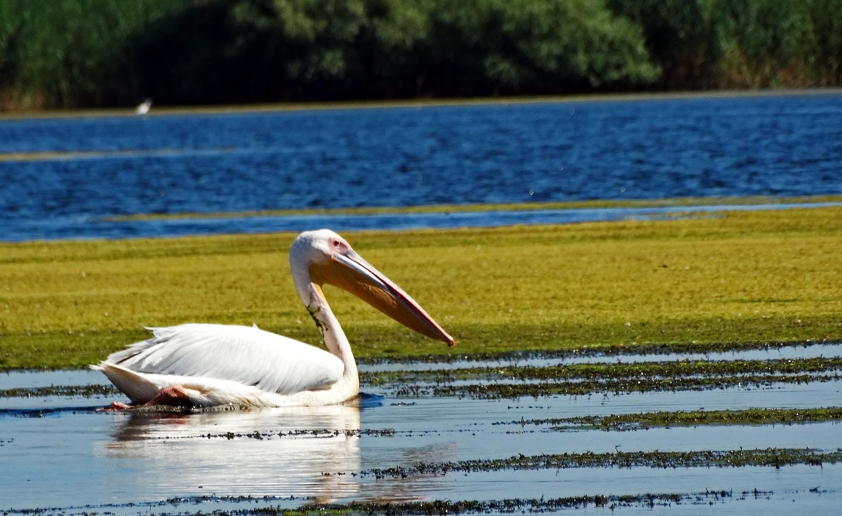 pescuit la stiuca pe lacul baclanesti mari din delta