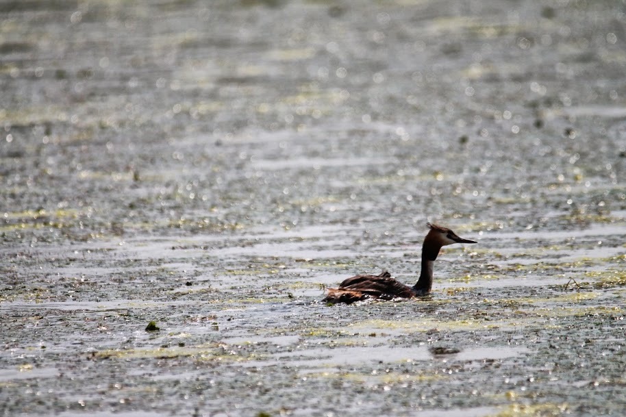 birdwatching pe lacul carasu in delta