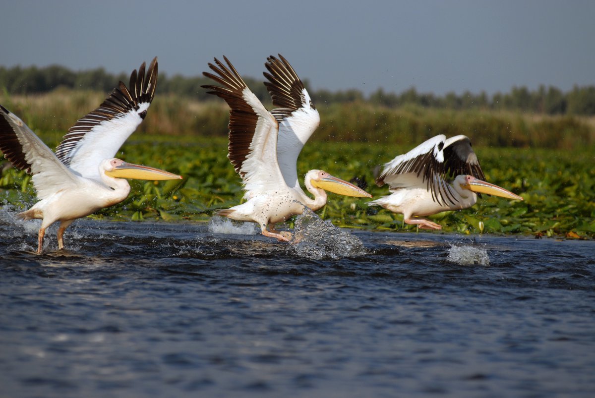 pescuit la stiuca pe lacul isacel din delta