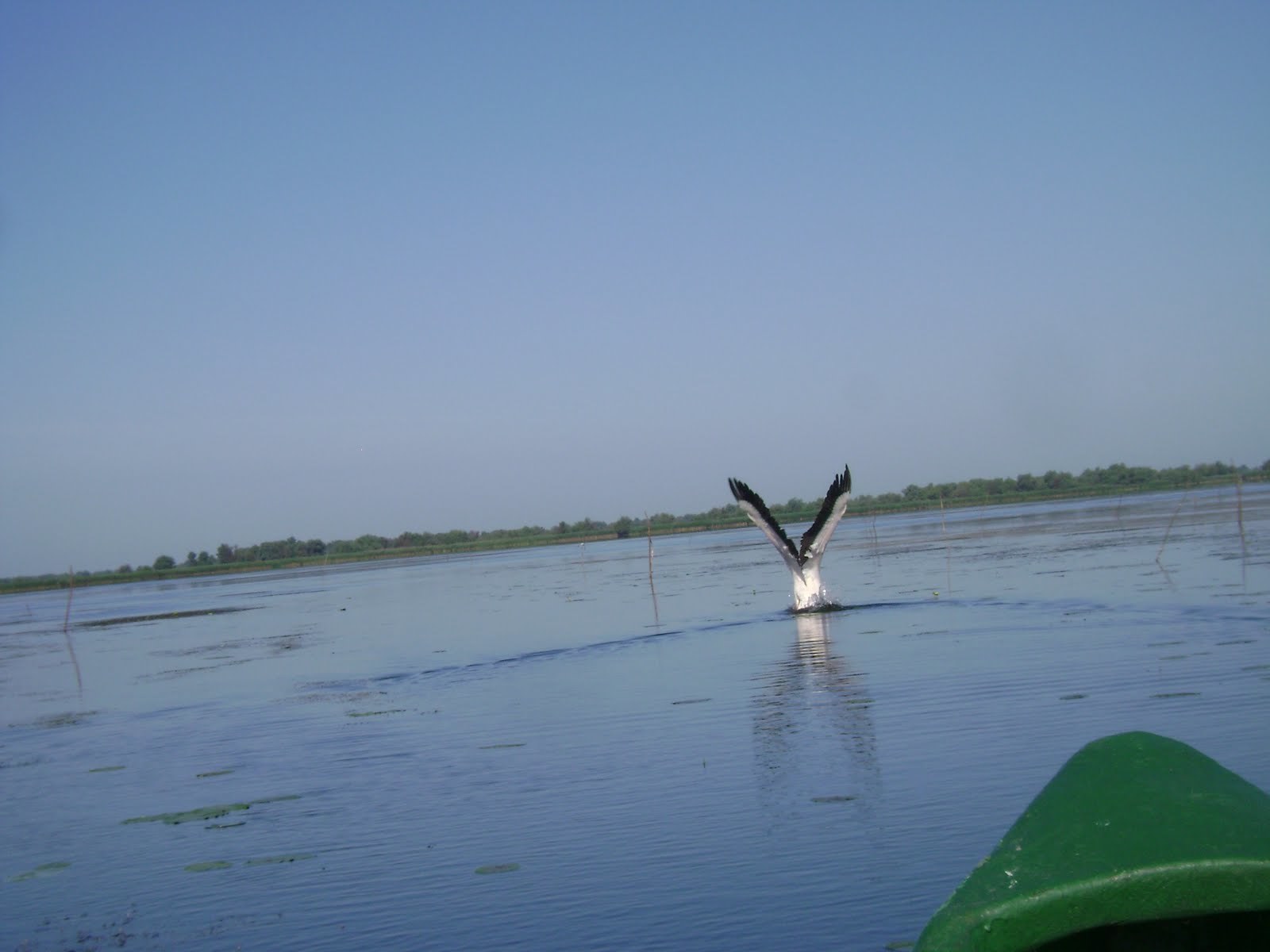 pescuit pe lacul ligheanca in delta