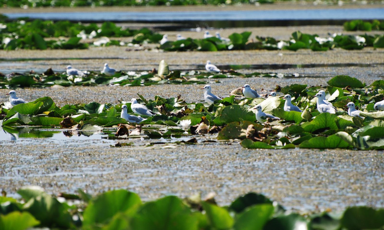 pescuit la stiuca pe lacul merhei in delta