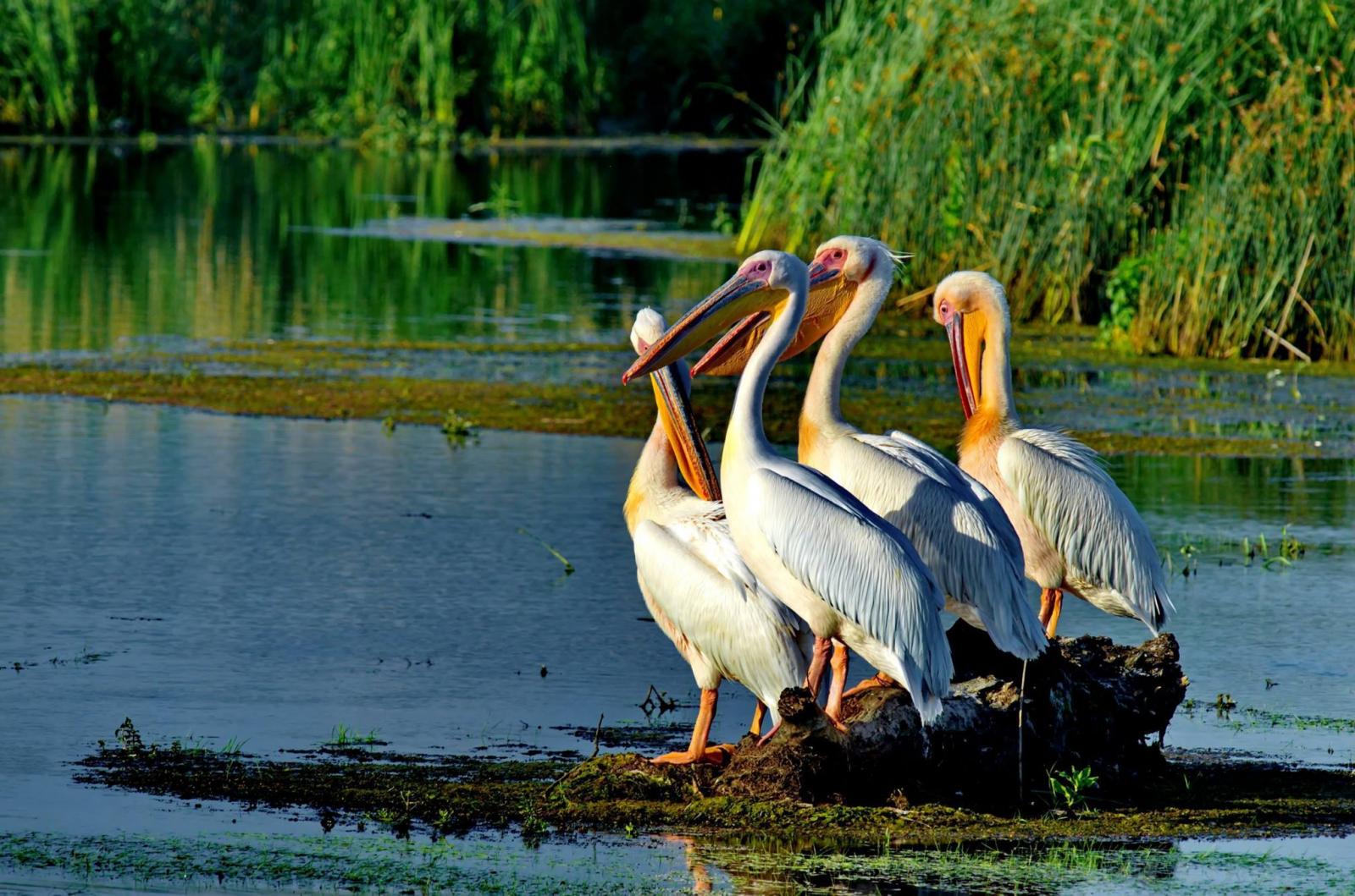 birdwatching cormorani in delta