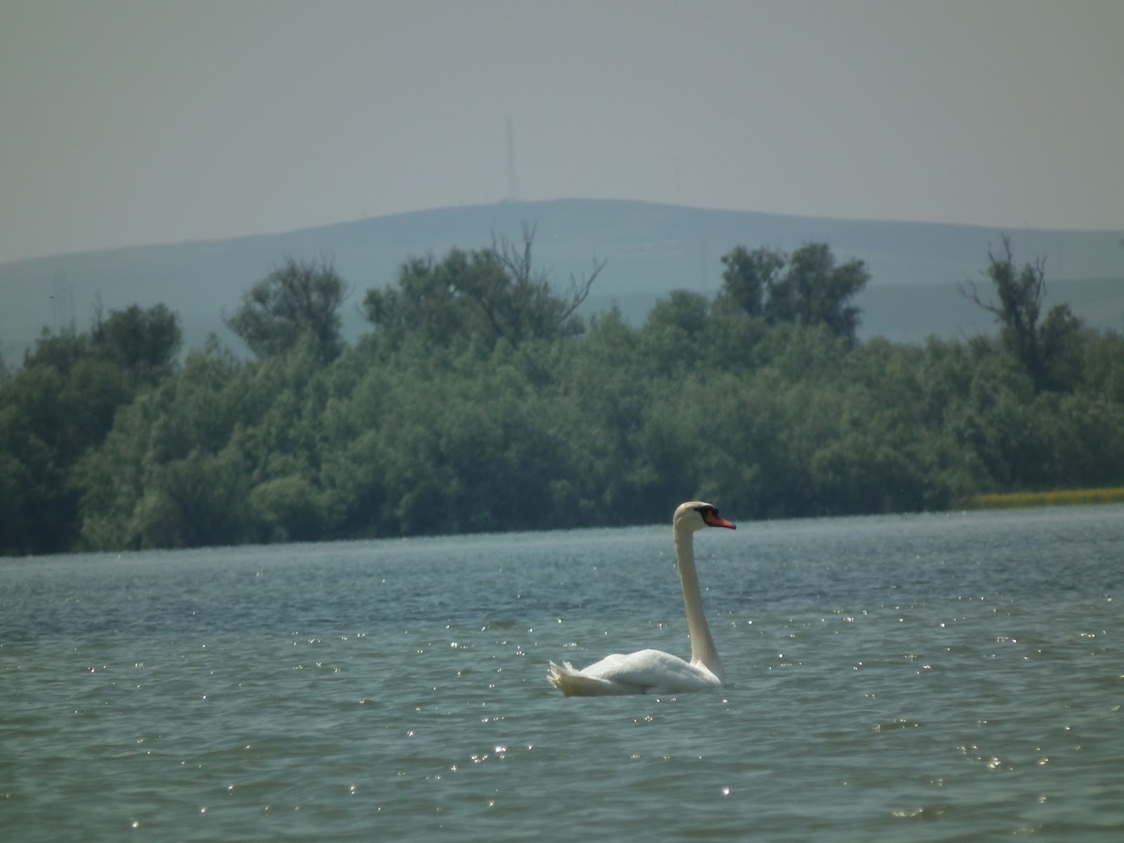 pescuit la stiuca pe lacul radacinos/gorgova din delta