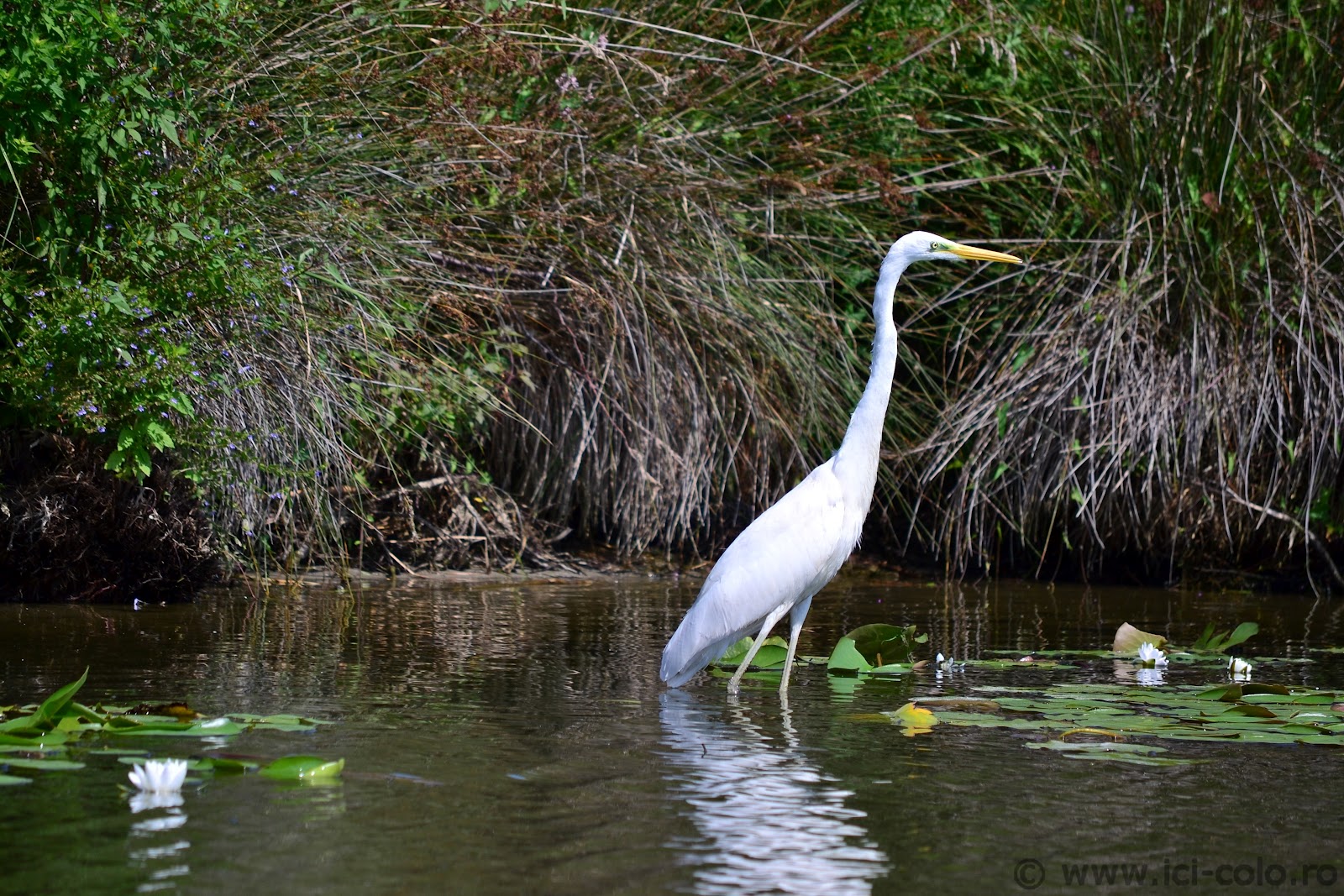 pescuit la stiuca pe lacul rosulet in delta