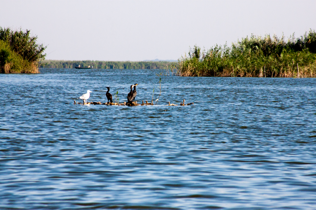 pescuit la biban pe lacul tataru din delta