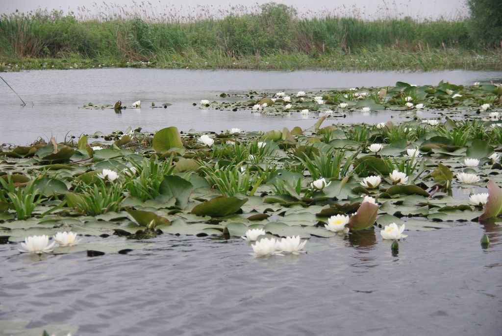 Excursii in Delta Dunarii