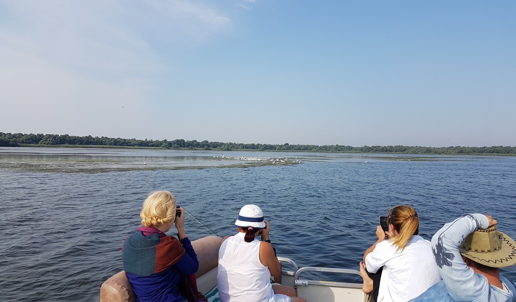 turisti admirand pelicani din delta dunarii