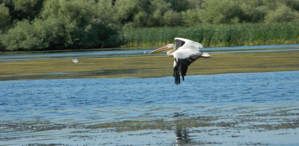 Excursii in Delta Dunarii