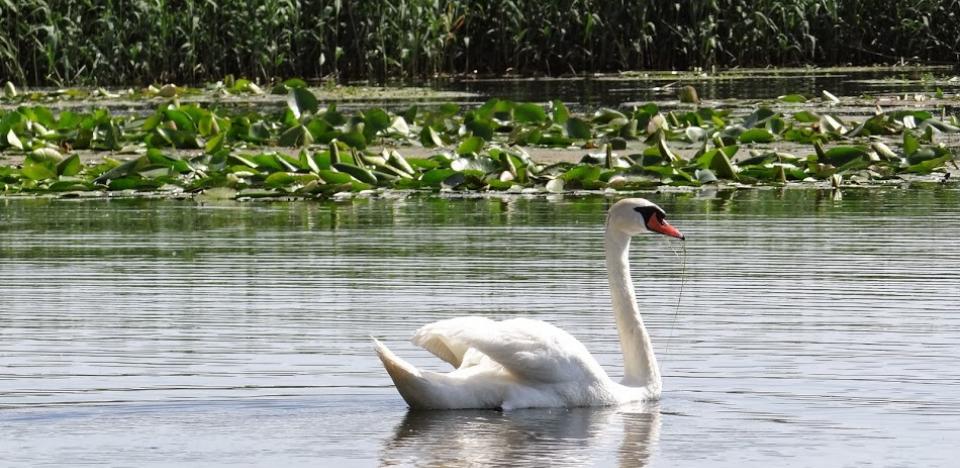 Excursii in Delta Dunarii