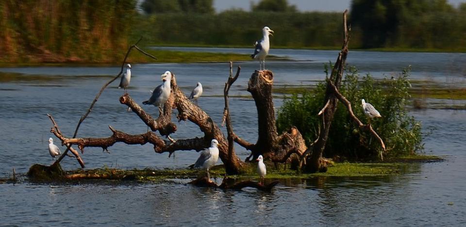 pescuit la biban pe lacul trei iezere delta