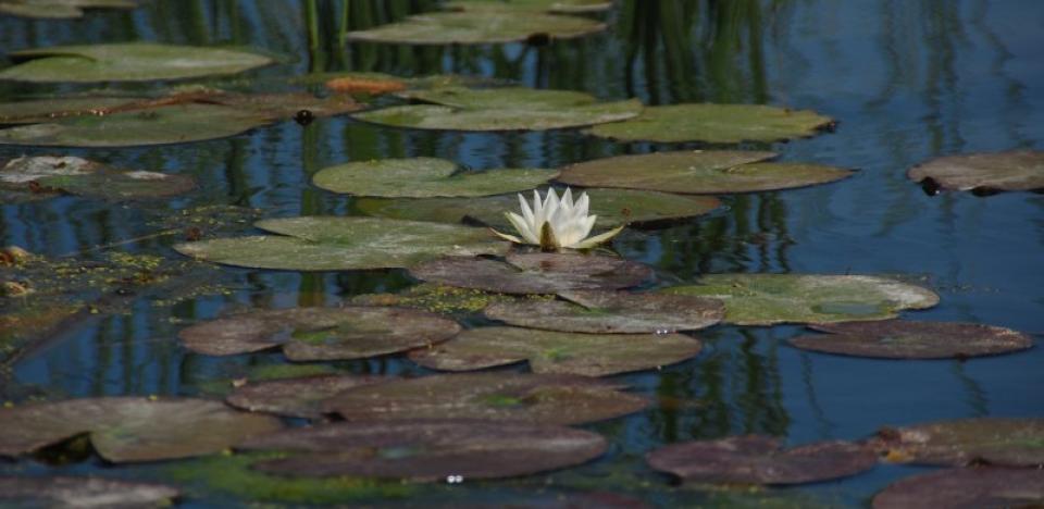 pescuit la stiuca si biban pe lacul gorgovat din delta