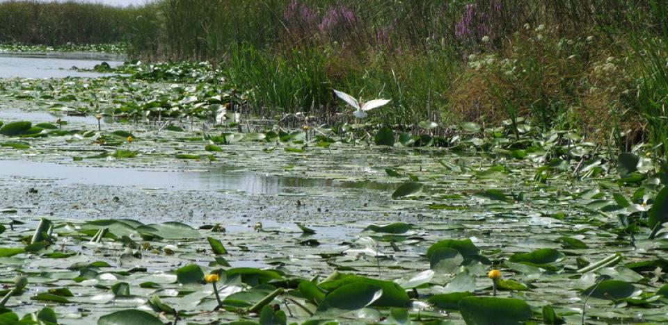 pescuit la stiuca si biban pe lacul alb in delta