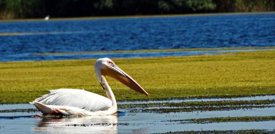 pescuit la stiuca pe lacul baclanesti mari din delta