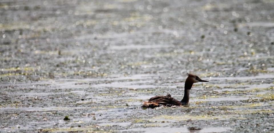 birdwatching pe lacul carasu in delta