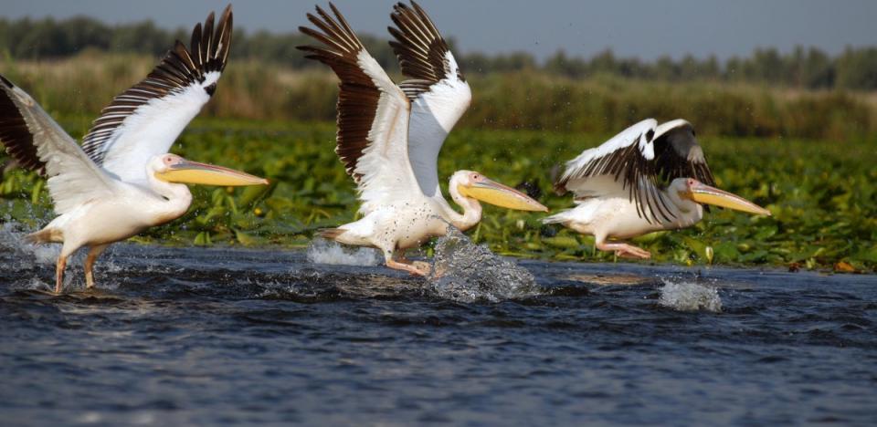 pescuit la stiuca pe lacul isacel din delta