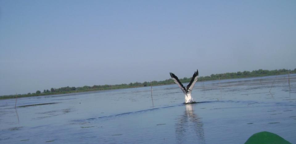 pescuit pe lacul ligheanca in delta