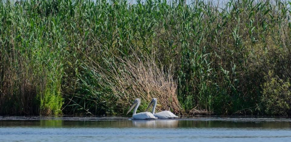 pescuit pe lacul lung in delta