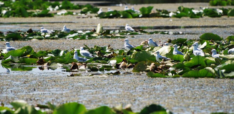 pescuit la stiuca pe lacul merhei in delta