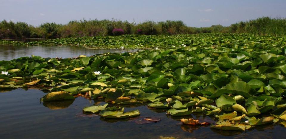 pescuit la stiuca si biban pe lacul pojarnia din delta dunarii