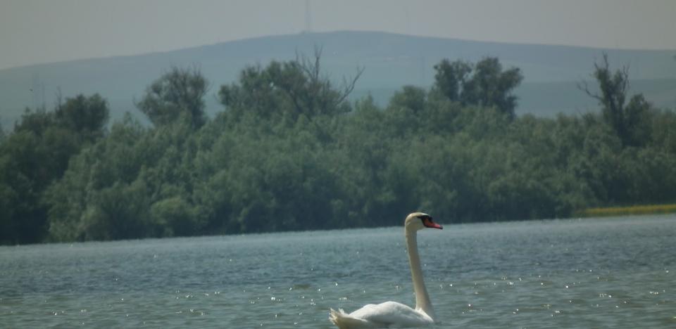 pescuit la stiuca pe lacul radacinos/gorgova din delta