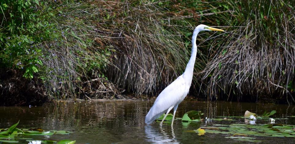 pescuit la stiuca pe lacul rosulet in delta