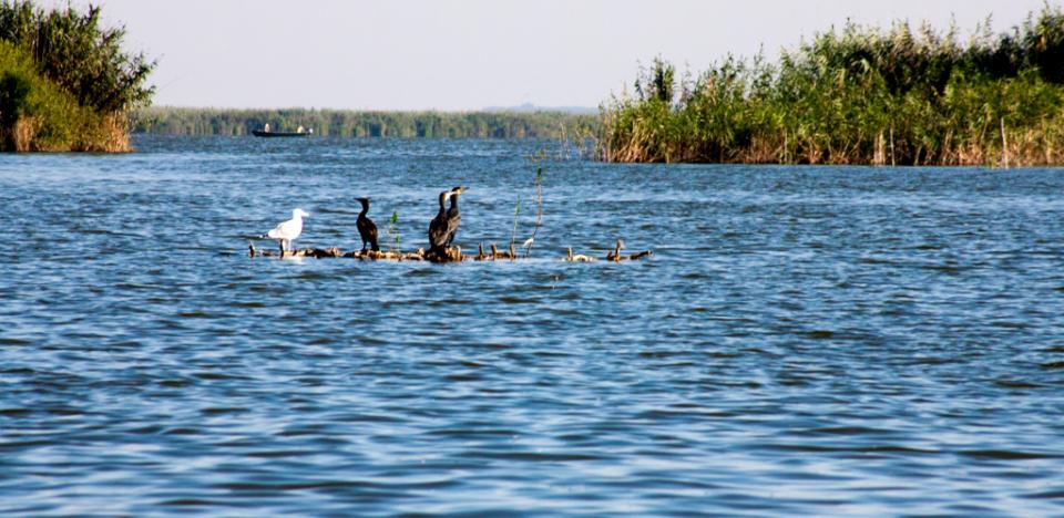 pescuit la biban pe lacul tataru din delta