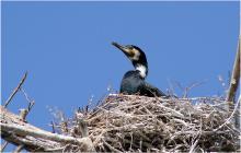 observare cormoran in delta dunarii