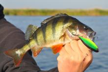 pescuit la biban pe canale in delta