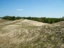 Vizitarea pădurilor din Delta Dunării